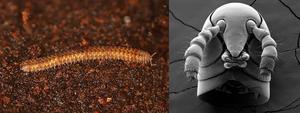 Ancient millipedes still had secrets to tell