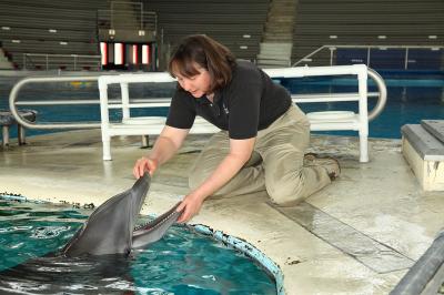 Dolphin Mercury