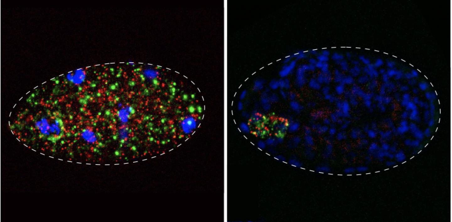 Confocal microscopy image of Caenorhabditis tropicalis embryos.