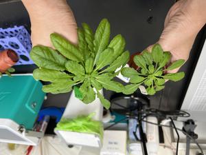 Academia Sinica's Dual Carbon Fixation System in Plants boosted growth