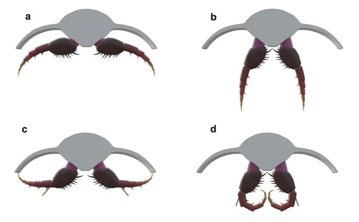3D model of Olenoides serratus
