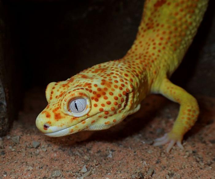 Lemon  frost gecko