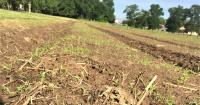 Itchgrass
