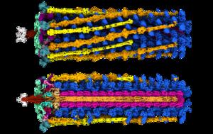 Phage tail and baseplate structure