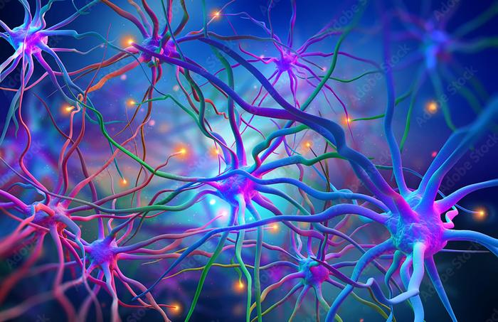 Neurons