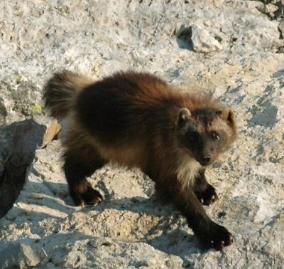 Wolverine