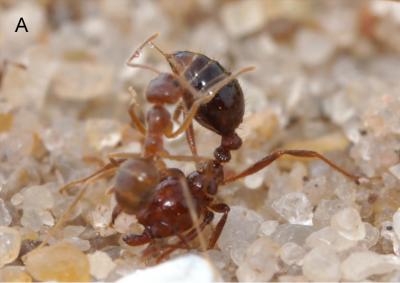 Fire Ants Falling to Acid-Covered Crazy Ants (3 of 5)