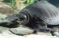 Pig-nosed Turtle
