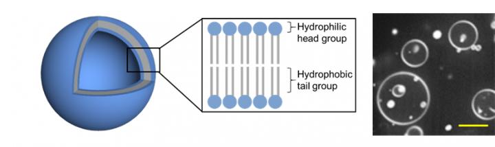 Figure 2: Model of the 3D Vesicles?