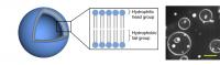 Figure 2: Model of the 3D Vesicles?