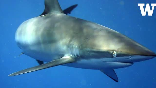 How do Shark Teeth Bite? Reciprocating Saw and Glue Provide Answers