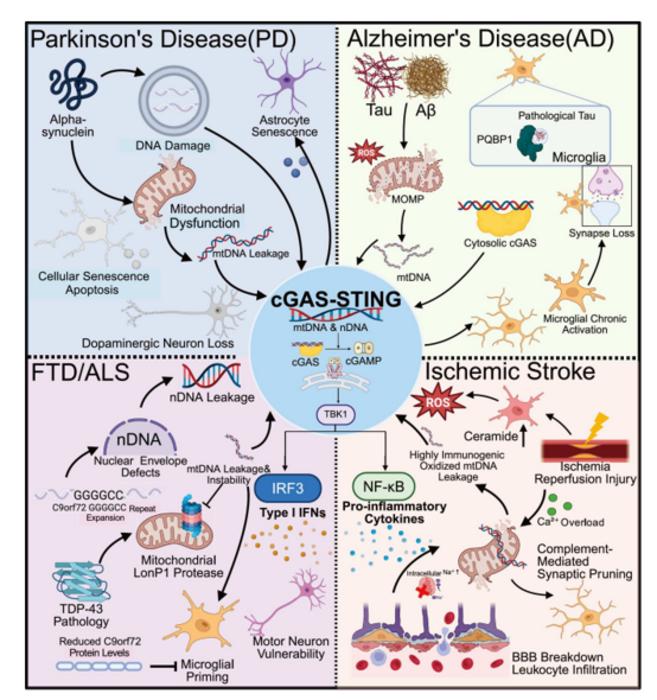 Mitochondrial DNA and cGAS-STING connect cellular damage to neuroinflammation