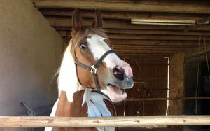 A horse mid-whinny
