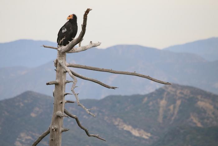 Condor Atop Dead Tree