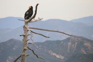 Condor Atop Dead Tree