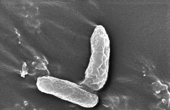 Image of DD4 Cells