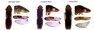CRISPR-modified sharpshooters