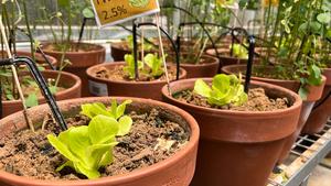 Lettuce seedling growing in soil containing tire wear particles in greenhouse