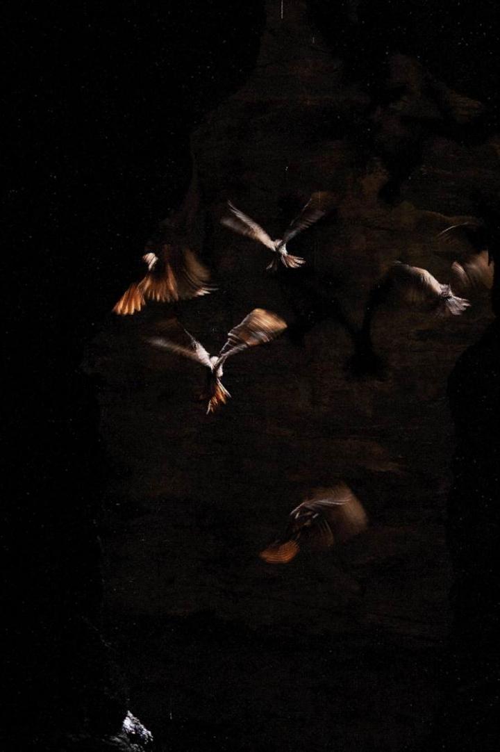 Oilbirds