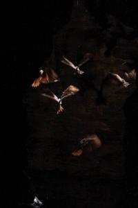 Oilbirds