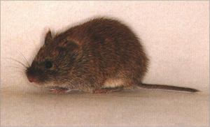 A grey red-backed vole captured from the forest.