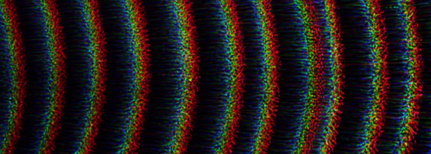 A Self-Excited Dust Density Wave