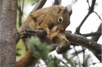Squirrel and Older Pup