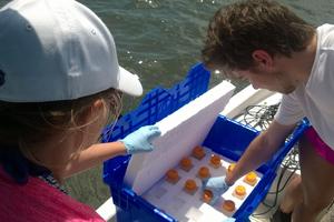 Shrinking Shellfish