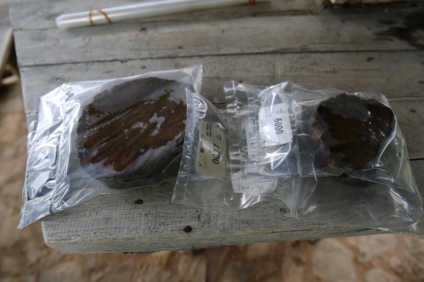 Wood Samples
