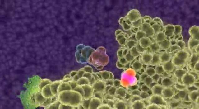 A Protein Kinase Phosphorylates a Target Protein