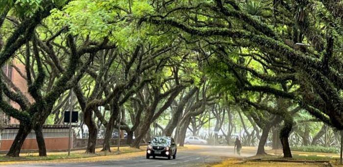 Laser scanning may help prevent urban trees from falling