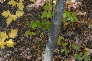 An improvised trap, often used by poachers (snares)