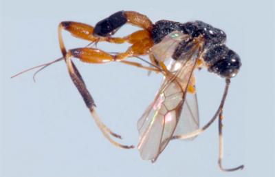 <i>Spasskia brevicarinata</i>