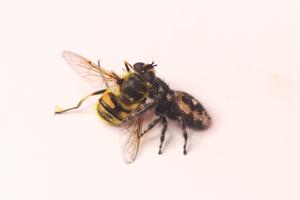 Spider eats fly