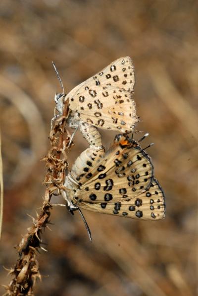 <i>Apharitis cilissa</i>