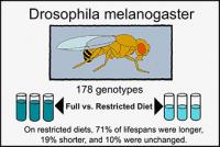 Effects of Calorie Restriction on Different Fruit Fly Strains