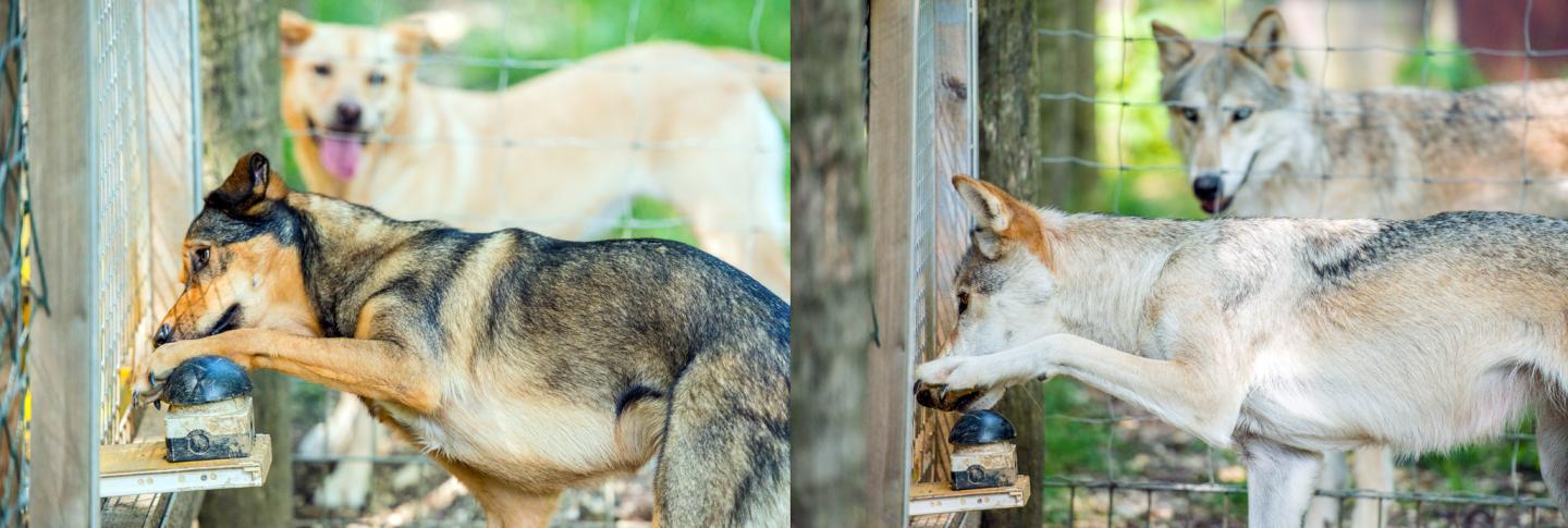 Wolves and Dogs