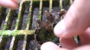 Application of the antibiotic film on a coral