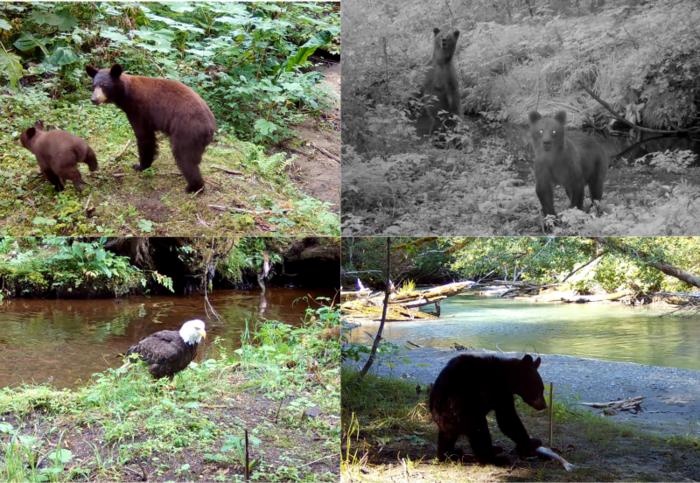 Animal reactions from a field placed acoustic camera system