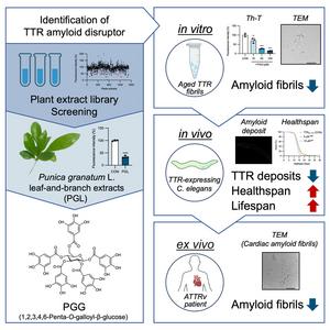 Disruption of transthyretin amyloid deposits by a pomegranate-derived natural compound