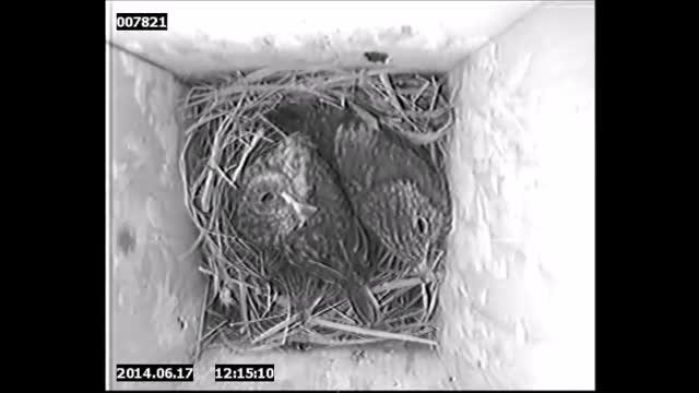 Nestling Responses to Song
