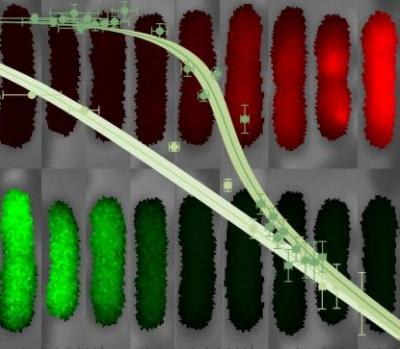 An Equation to Describe the Competition Between Genes