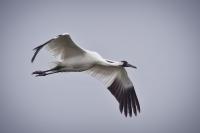 Analysis of 10,000 Bird Species Reveals How Wings Adapted to Their Environment and Behavior