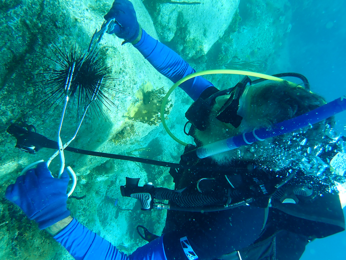Researchers find sea urchin die-offs threaten reefs