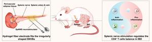 Schematic illustration of electroceutical IBD treatment by SpNWS-enabled wireless splenic nerve stimulation (SNS) which restores intestinal CD4+ T cell subsets homeostasis in IBD rats.