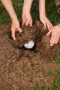 Jar of milk incubating in a red wood ant colony