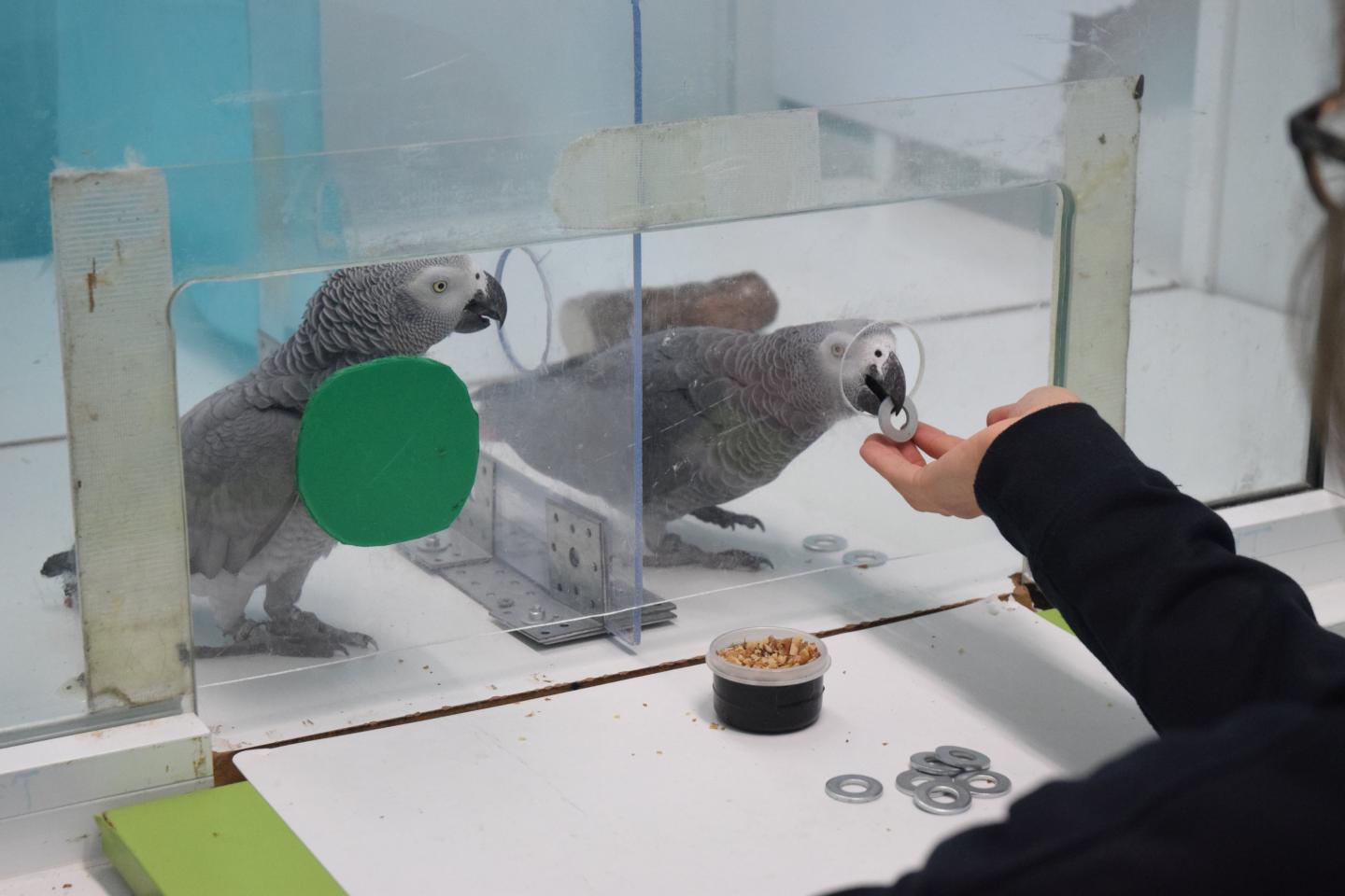 Parrots with a Prosocial Attitude