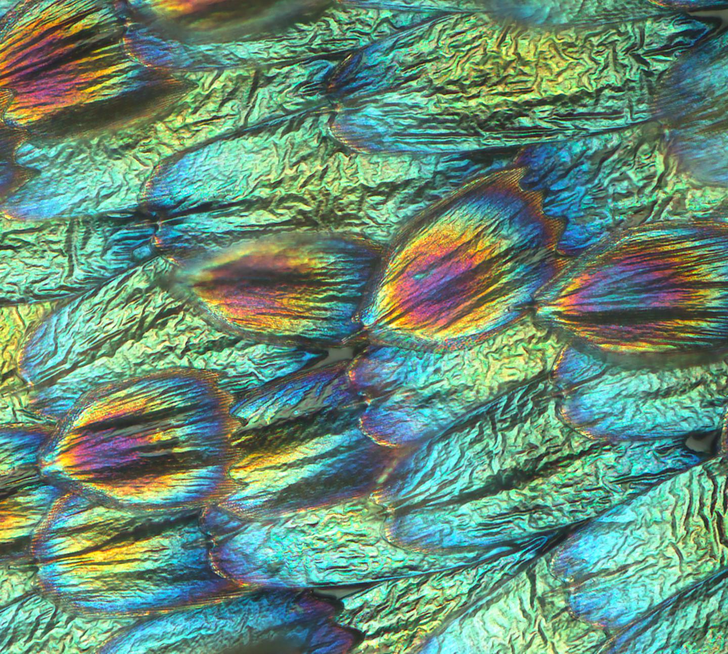 Iridescent Lamina Colors in Buckeye Butterfly Wing
