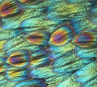 Iridescent Lamina Colors in Buckeye Butterfly Wing