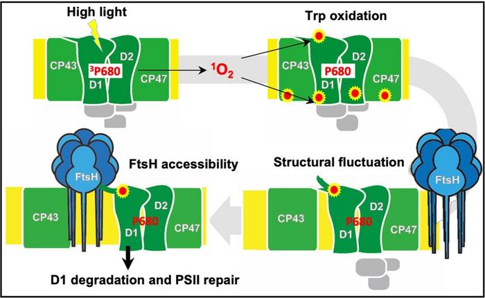 Schematic of the Photosystem-II Repair Mechanism
